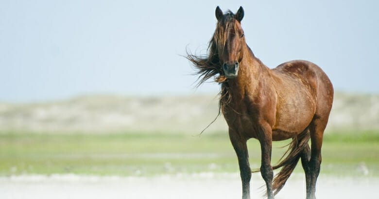 الركض في الحلم: معنى رمز الحلم “حصان” | BUNTE.de