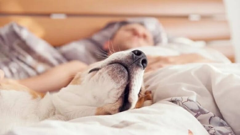 لماذا لا يجب أن تنام مع حيوان أليف ، حسب العلم